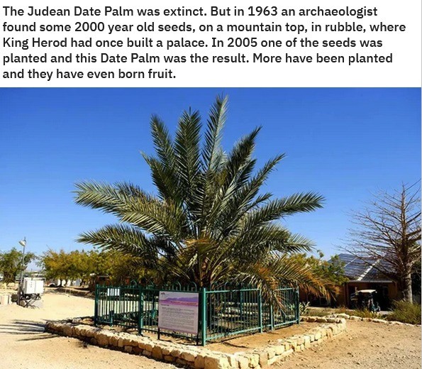 date palms.jpg
